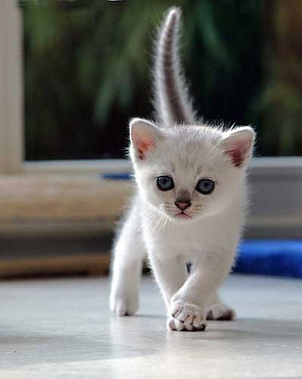 Petit chat tout blanc marche sur le sol blanc
Little white cat walking on the white floor
© Photo under Copyright