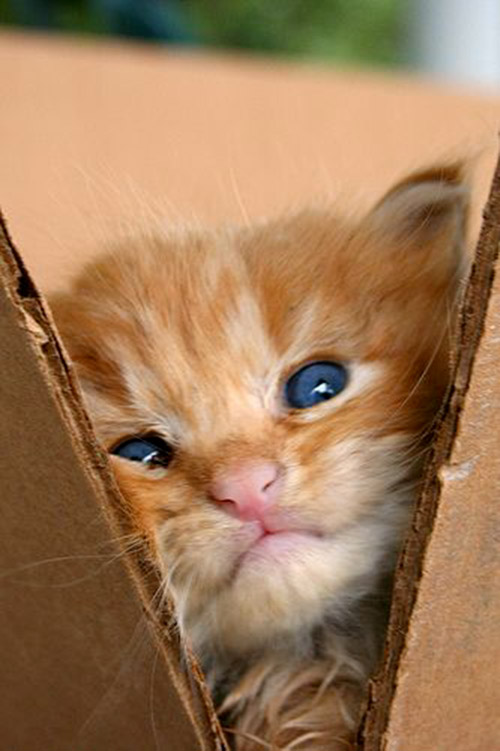 Jolie chat crème entre deux cartons
Pretty cream cat between two boxes
© Photo under Copyright
