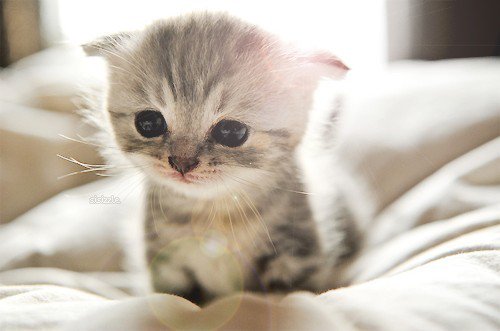 Petit chat super mignon dans un lit
Little cute cat in a bed
© Photo under Copyright