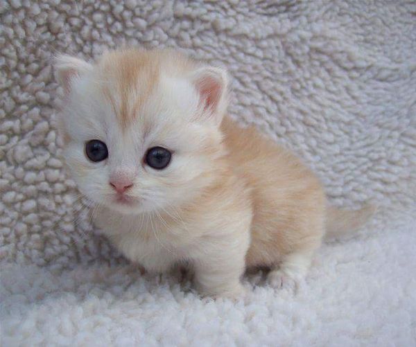 Petit bébé chat sur une douce couverture
Little baby cat on a soft blanket
© Photo under Copyright