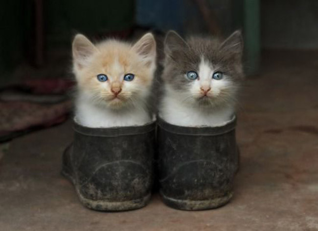 2 petits chats dans des vieilles chaussures
2 little cats in old shoes
© Photo under Copyright