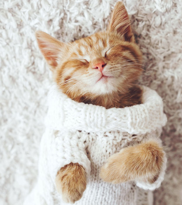 Petit chat dans un pull en laine blanche
Little cat in a white woolen sweater
© Photo under Copyright