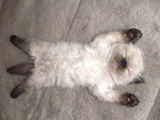 Petit chat allongé comme un nounours sur une couverture douce
Little cat lying like a teddy on a soft blanket
© Photo under Copyright