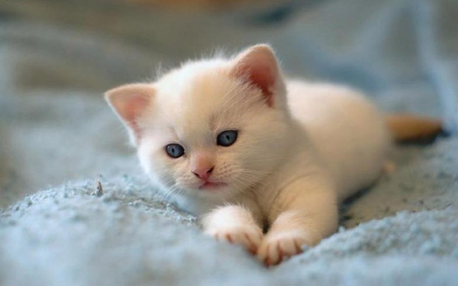 Petit chat blanc allongé sur un lit
Little white cat lying on a bed
© Photo under Copyright