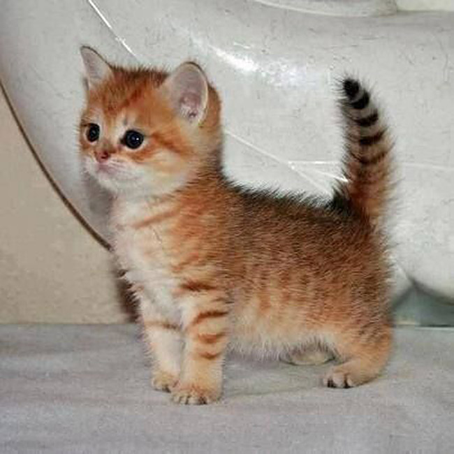 Petit chat tigré avec les pattes très courtes
Little tabby cat with very short legs
© Photo under Copyright