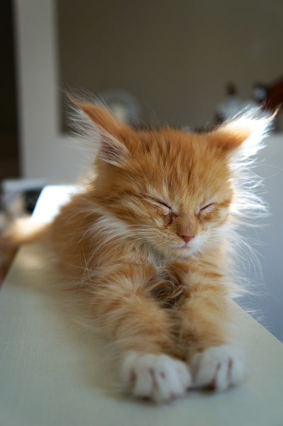 Petit chat crème avec les yeux fermés
Little cream cat with closed eyes
© Photo under Copyright