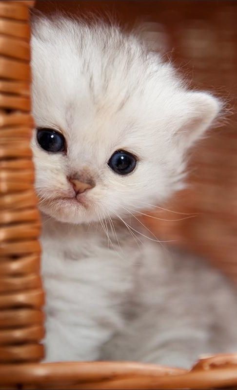 Petit chat blanc dans panier en osier
Little white cat in wicker basket
© Photo under Copyright
