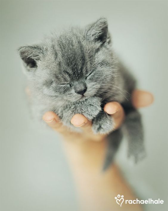 Petit bébé gris qui tient dans une main
Little gray baby holding in one hand
© Photo under Copyright