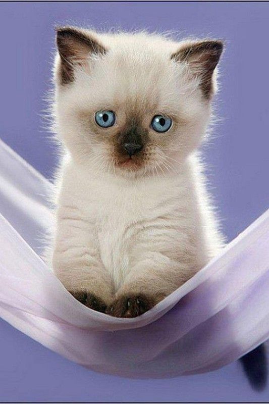 Jolie chat blanc avec les oreilles noires dans un drap de soie blanche
Pretty white cat with black ears in a white silk sheet
© Photo under Copyright