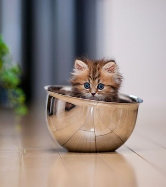 Petit chat tout petit dans un bol en chrome
Little tiny cat in a chrome bowl
© Photo under Copyright