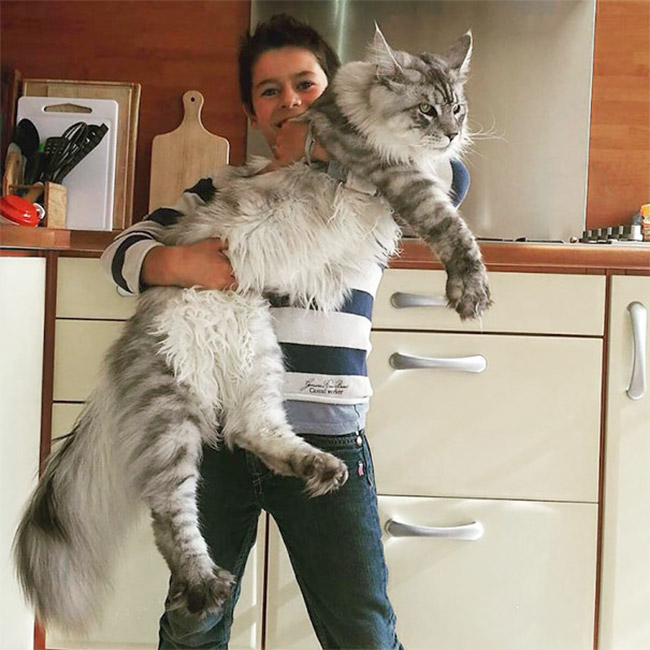 Un des plus grand chat du monde
One of the largest cat in the world 
© Photo under Copyright