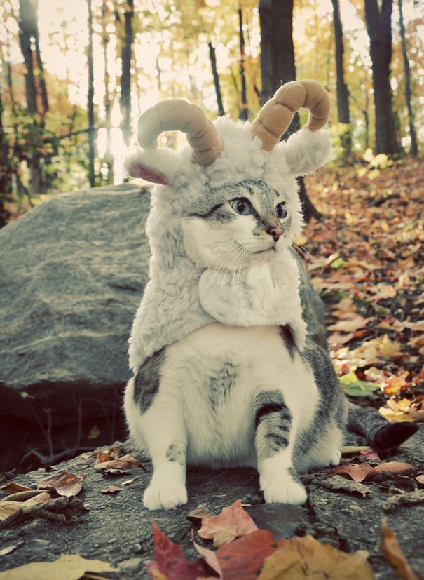 Chat dans les bois déguisé en bouquetin
Cat in the woods disguised as ibex
© Photo under Copyright