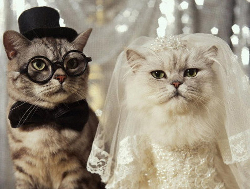 Deux chats en costumes de mariés
Two cats in wedding costumes
© Photo under Copyright