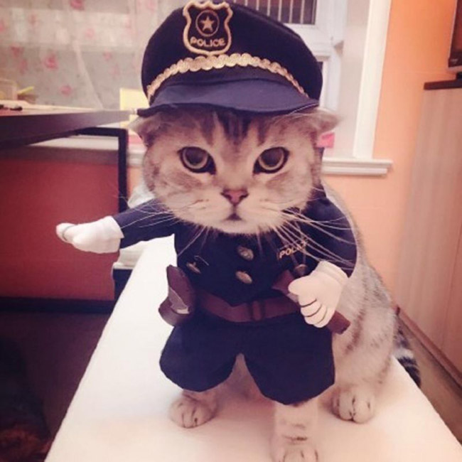 Chat dans un costume de policier américain
Cat in an American policeman costume
© Photo under Copyright
