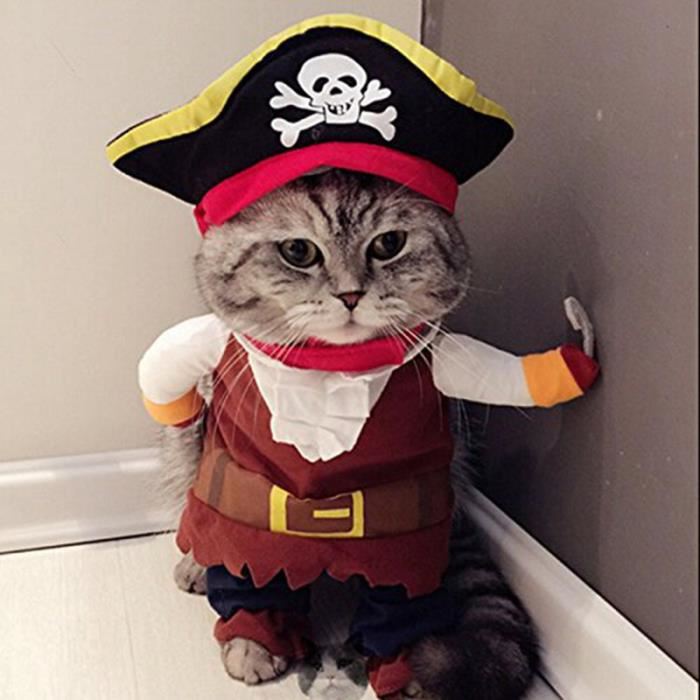 Chat avec un costume de pirate 
Cat with a pirate costume 
© Photo under Copyright