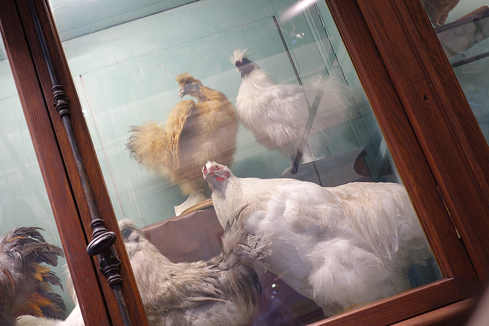 Diverses poules dans la vitrine © Decayeux Jean-Michel /Deyrolle 2015