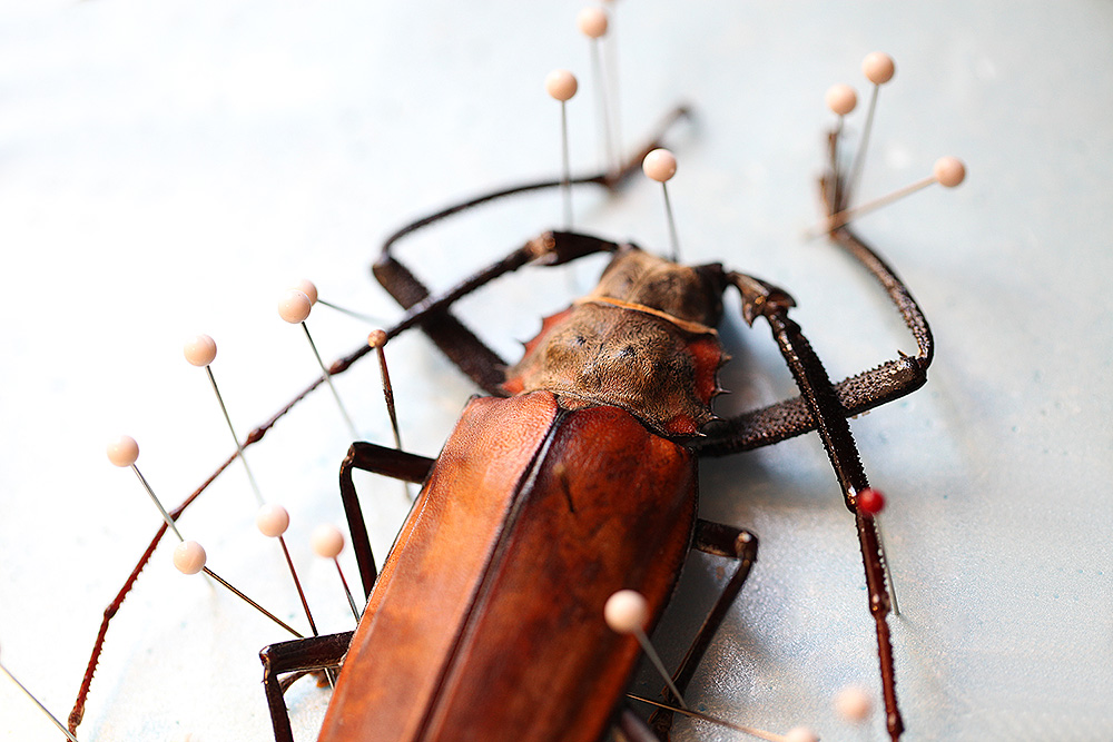 Un insecte est en cours d'étalage, il sêchera doucement en place à l'aide d'aiguilles d'enthomologie © Decayeux Jean-Michel /Deyrolle 2015