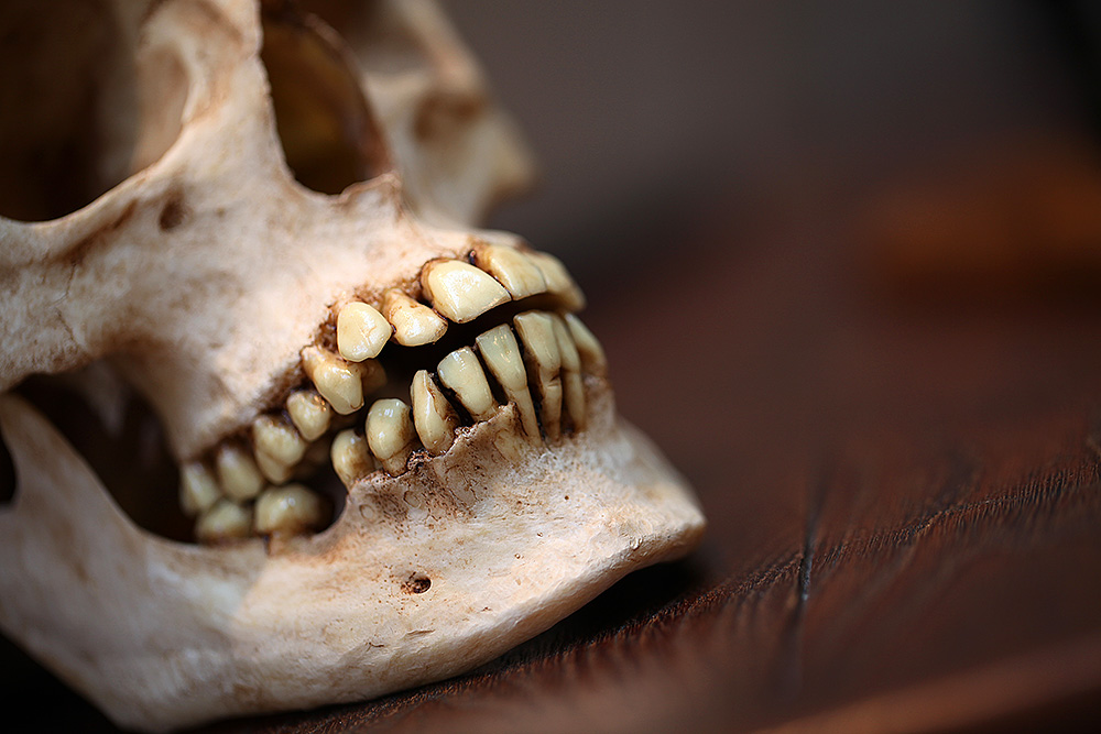 Crâne humain © Decayeux Jean-Michel /Deyrolle 2015