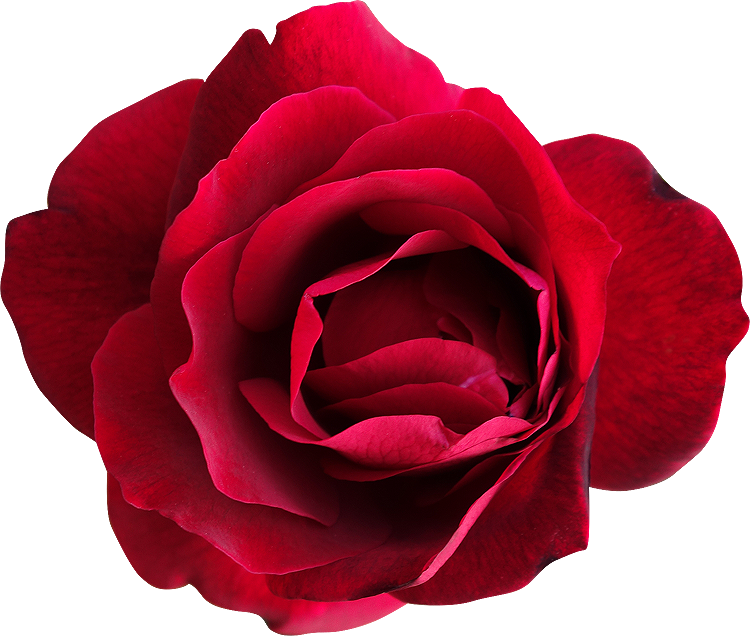 clipart gratuit rose rouge - photo #28