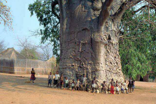 LES PLUS BEAUX ARBRES DU MONDE -ARBRES - Baobab vieux de près de 2000 ans. Il se trouve dans un village d'Afrique du Sud