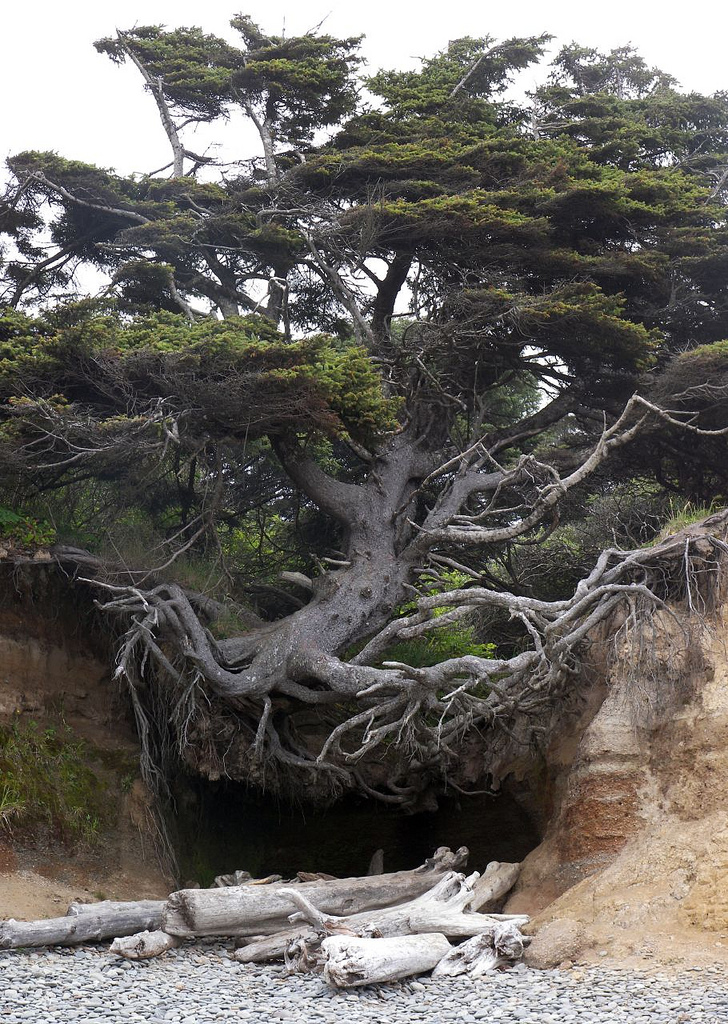 LES PLUS BEAUX ARBRES DU MONDE  - ARBRES - ARBRES - Arbre avec racines apparentes sur la côte du pacifique - Californie © Photo sous Copyright