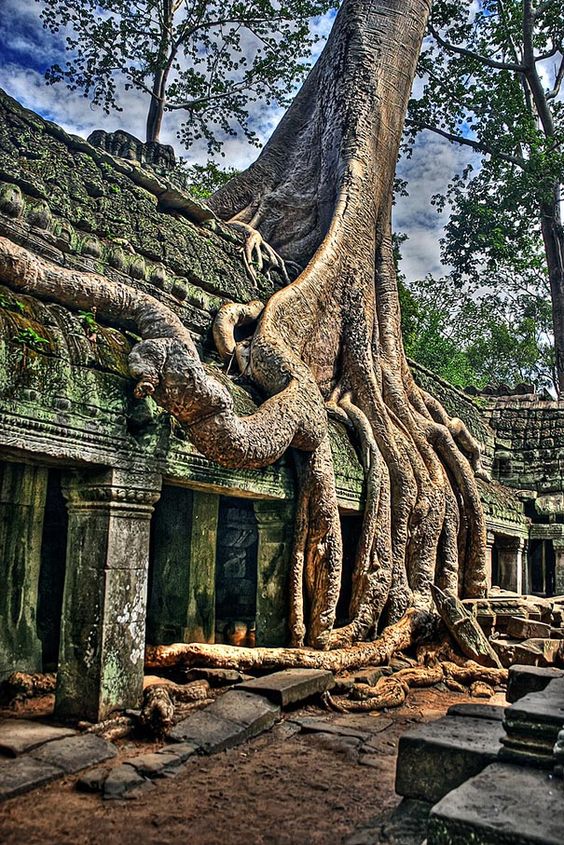 LES PLUS BEAUX ARBRES DU MONDE -ARBRES - ARBRES -Arbre et énormes racines prise dans les pierres des temples à Angkor - Cambodge