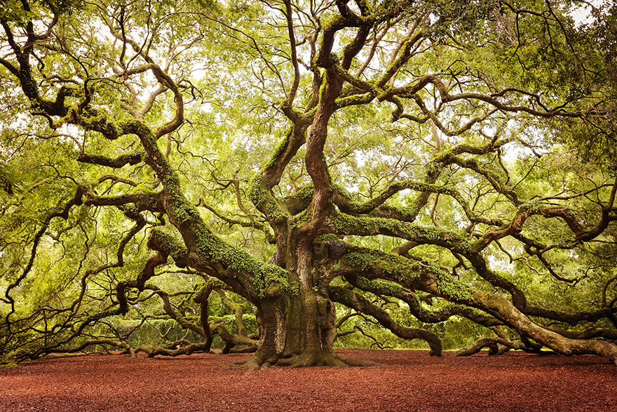 LES PLUS BEAUX ARBRES DU MONDEARBRES - ARBRES - ARBRES - Chêne avec magnifiques branches en Caroline du Sud. Il est probablement âgé de 1400-1500 ans.