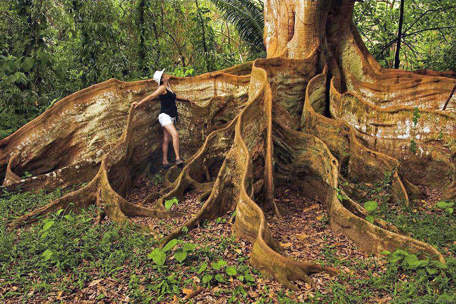 LES PLUS BEAUX ARBRES DU MONDE - ARBRES - Racines énormes et très hautes sortant de terre pour cet arbre du Costa-Rica © Photo sous copyright
