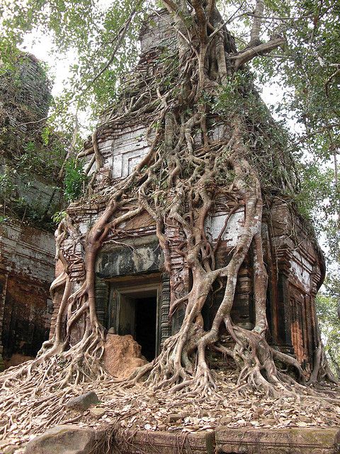 LES PLUS BEAUX ARBRES DU MONDE  - ARBRES - Les racines envahissent ce temple - Prasat pram Koh Ker © Photo sous Copyright 