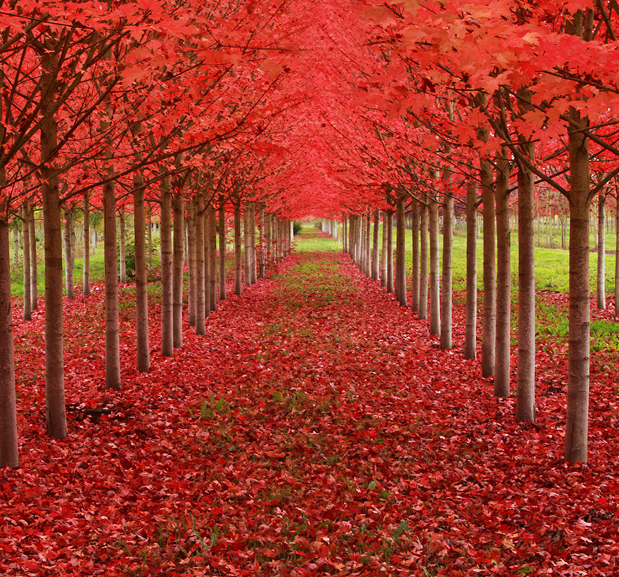LES PLUS BEAUX ARBRES DU MONDE  - ARBRES - Rangées d'arbres rouges © Photo Copyright Lan Sane 