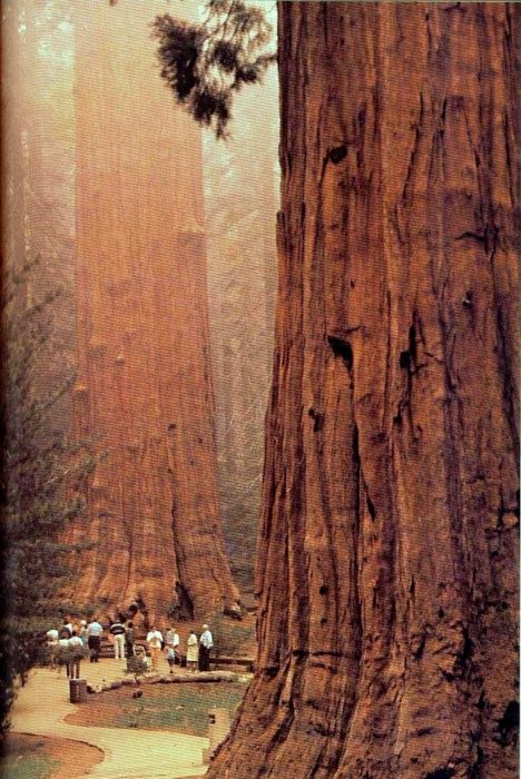 LES PLUS BEAUX ARBRES DU MONDE - ARBRES - Sequoias géants du Parc National - Californie © Photo sous copyright