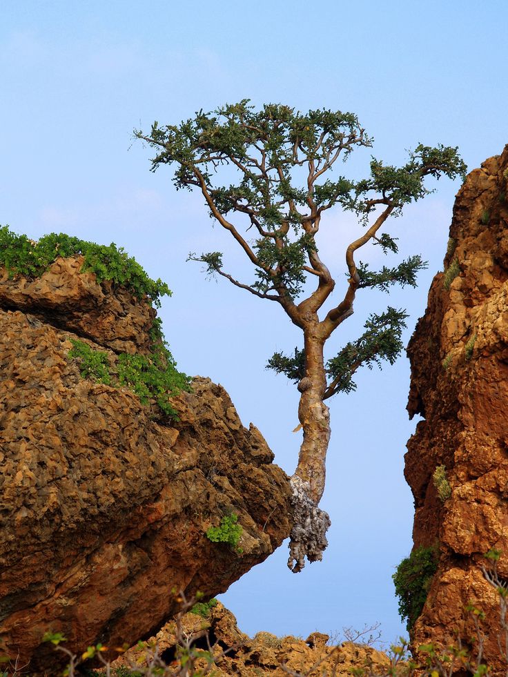 LES PLUS BEAUX ARBRES DU MONDEARBRES - Cet arbre a trouvé refuge au bout d'une falaise, sont implantation racinaires est totalement stupéfiante
