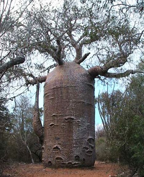 LES PLUS BEAUX ARBRES DU MONDE  - ARBRES - Un autre baobab avec un tronc en forme de tonneau © Photo sous Copyright 