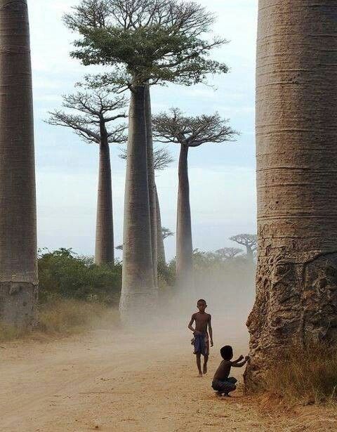 LES PLUS BEAUX ARBRES DU MONDEARBRES - ARBRES - ARBRES - Baobab © Photo sous Copyright