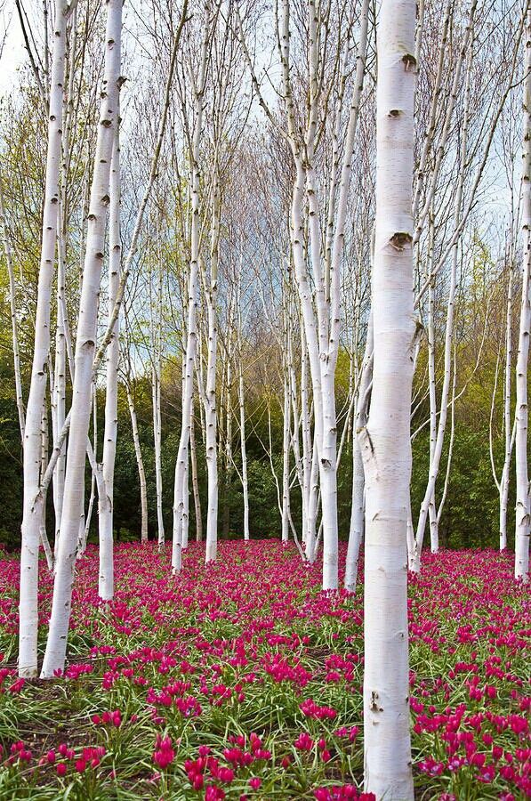 LES PLUS BEAUX ARBRES DU MONDE - ARBRES - Cèdres blancs entourés de fleurs mauves © Photo sous Copyright