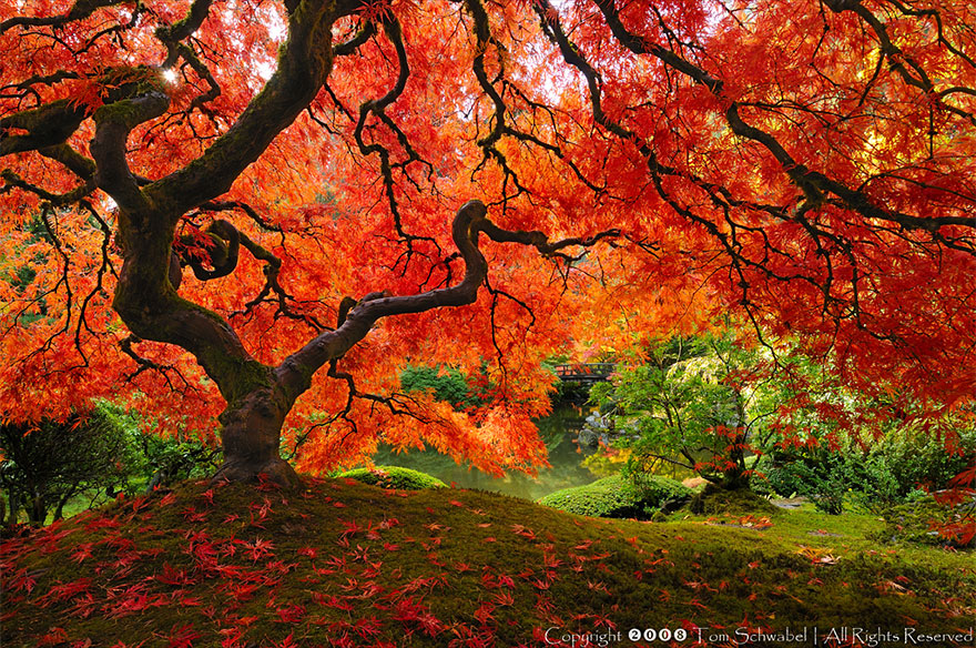 LES PLUS BEAUX ARBRES DU MONDE  - ARBRES - Magnifiques couleurs de feuilles pour ces arbres