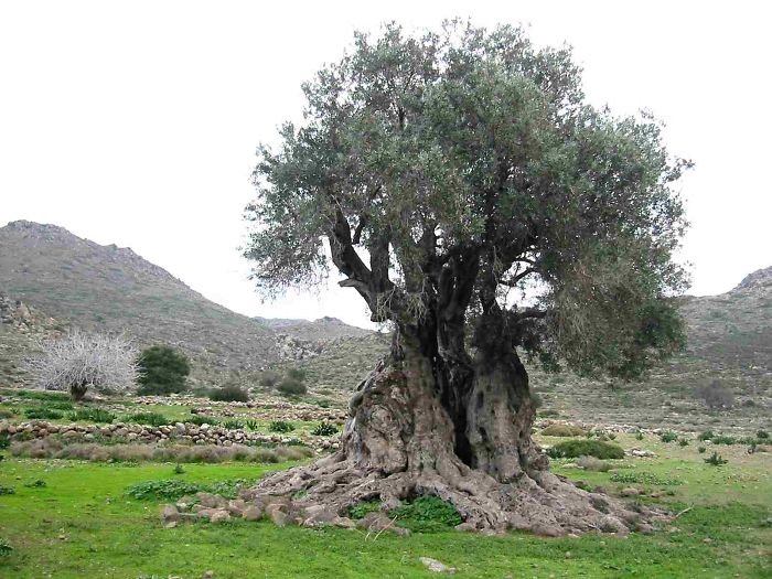 LES PLUS BEAUX ARBRES DU MONDE  - ARBRES - ARBRES - Plus de 1000 ans pour ce jolie arbre des Iles Grecques © Photo copyright Egine