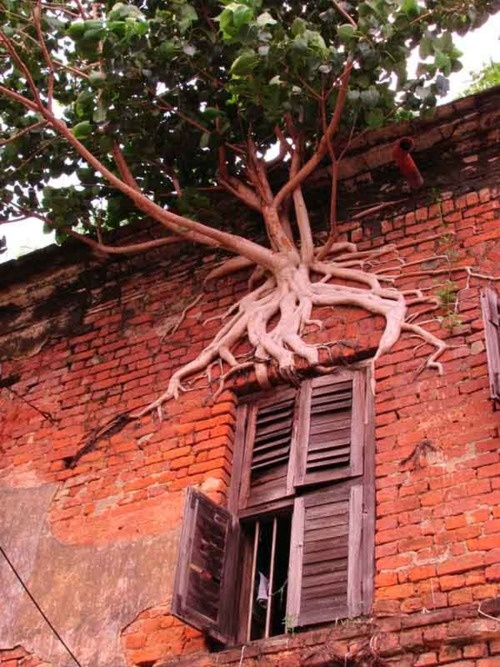 LES PLUS BEAUX ARBRES DU MONDEARBRES - ARBRES - Cet arbre imbrique parfaitement ses racines dans le mur de briques de la maison © Photo sous copyright