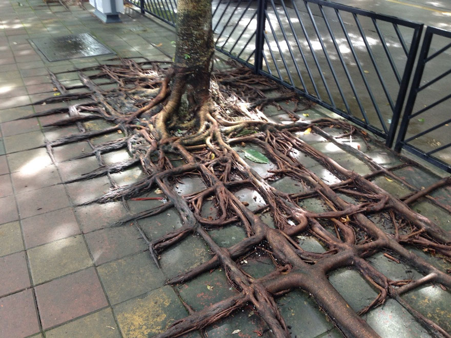 LES PLUS BEAUX ARBRES DU MONDE - ARBRES - Incroyables racines qui suivent les formes symétriques des pavés au sol © Photo sous copyright