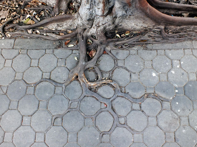 LES PLUS BEAUX ARBRES DU MONDE  - ARBRES - Incroyables racines qui suivent les formes symétriques des pavés au sol © Photo sous copyright