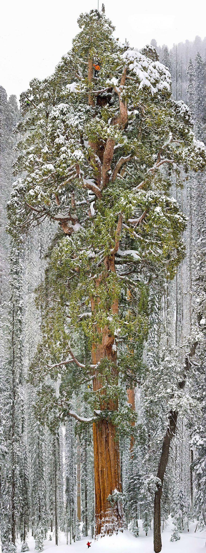 LES PLUS BEAUX ARBRES DU MONDE - ARBRES - Le fameux Séquoia "President" - Californie - Etats-Unis - Il a près de 3240 ans et mesure 75 mètres de haut