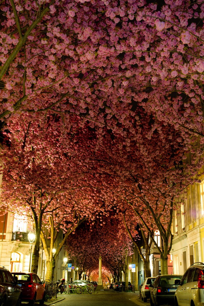 LES PLUS BEAUX ARBRES DU MONDE  - ARBRES - Tunnel de cerisiers à Bonn - Allemagne © Photo copyright : Adas Meliauskas