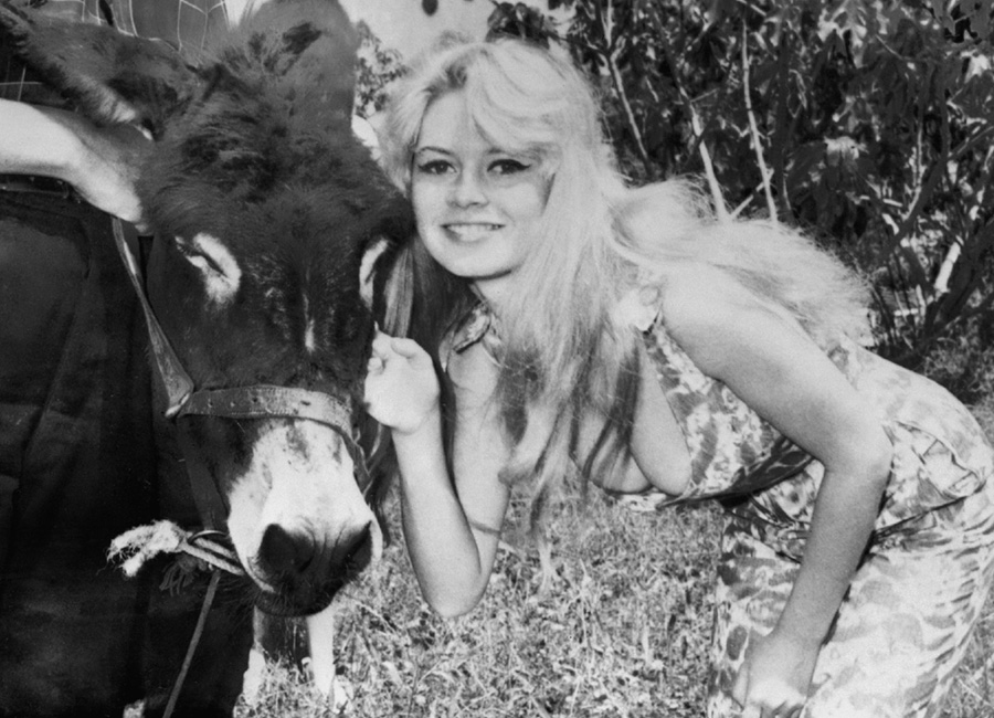 les plus belles photos de Brigitte BardotBrigitte Bardot pose avec un âne - 1957 © Photo copyright : DR
