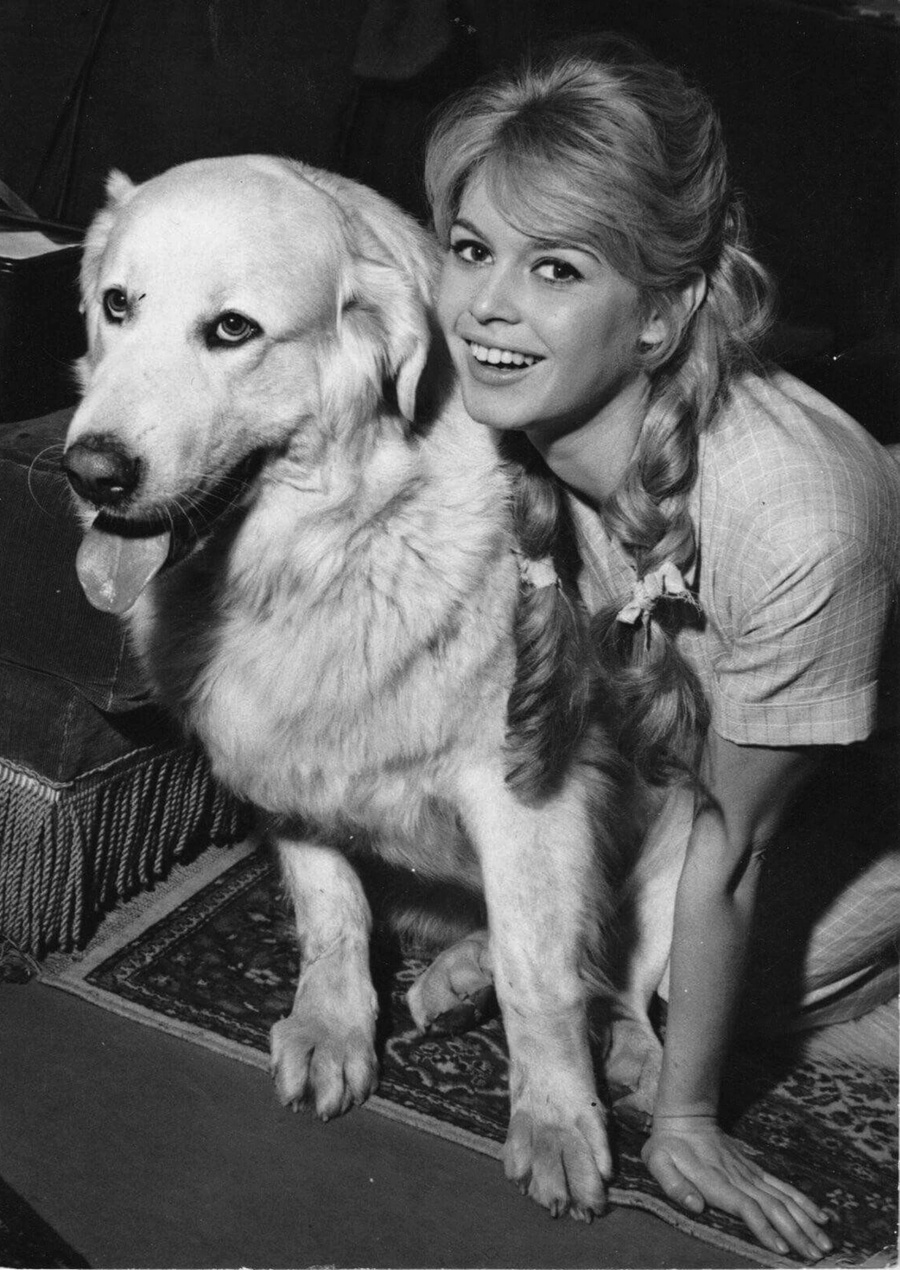 les plus belles photos de Brigitte Bardot.Brigitte Bardot avec un gros chien - 1959 © Copyright : DR