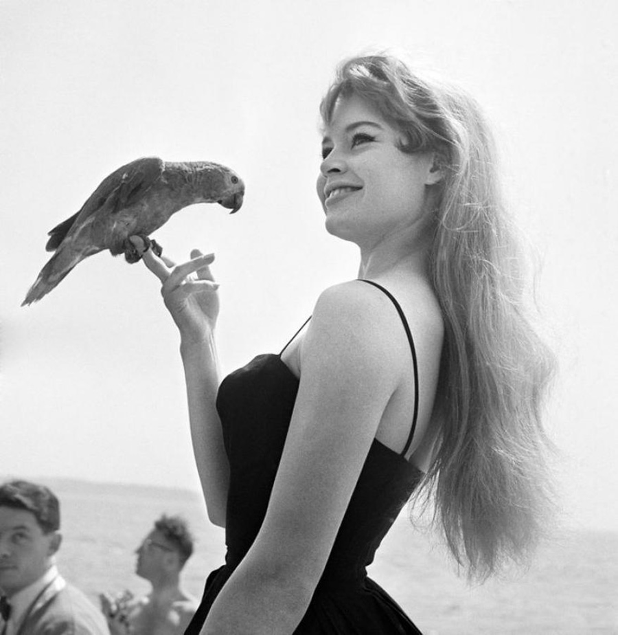 les plus belles photos de Brigitte Bardot.Brigitte Bardot au Festival de Cannes avec un perroquet sur le doigt © Copyright :DR
