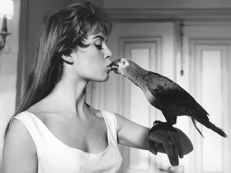 les plus belles photos de Brigitte Bardot.Brigitte Bardot avec un perroquet qui lui mord les lèvres © Copyright : DR
