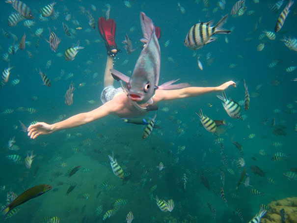 photo insolite un plongeur à tête de poisson