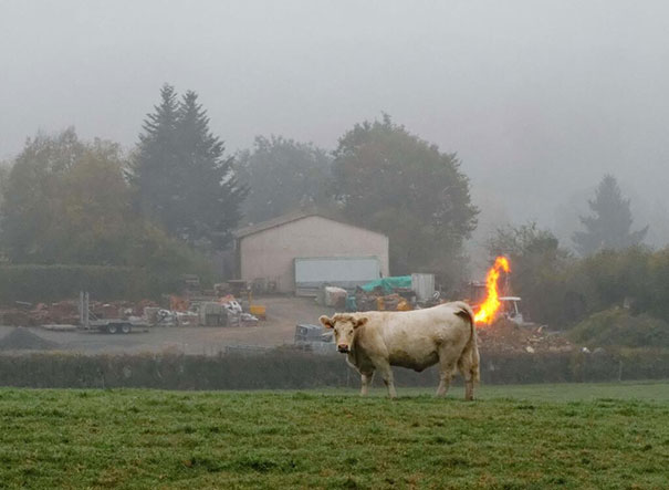  photo insolite une vache pête le feu