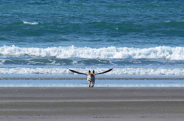 photo insolite un chien avec des ailes de mouette