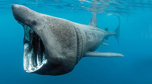 Requin Pelerin ou Basking Shark, 
photos incroyable de la gueule ouverte